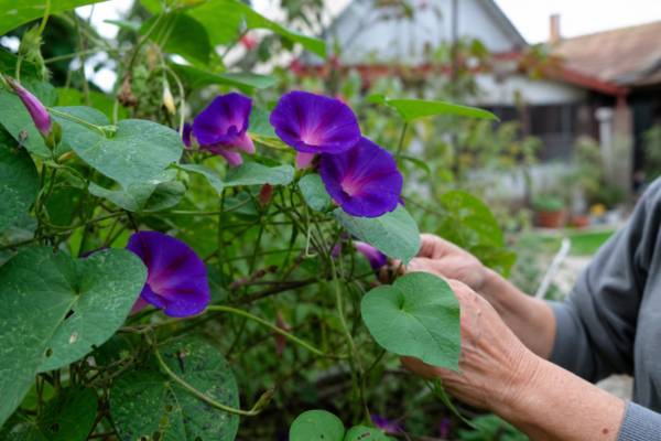 Zorele (Ipomoea purpurea) – ghid practic de plantare și îngrijire