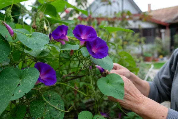 Zorele (Ipomoea purpurea) – ghid practic de plantare și îngrijire