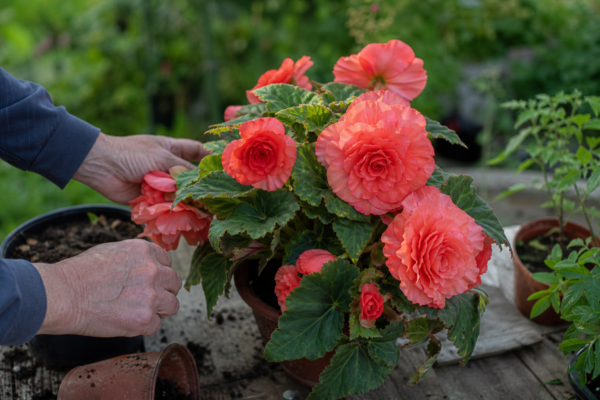 Begonie tuberoasă (Begonia tuberhybrida) – tot ce trebuie să știi despre plantare și îngrijire