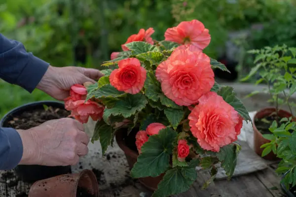 Begonie tuberoasă (Begonia tuberhybrida) – tot ce trebuie să știi despre plantare și îngrijire