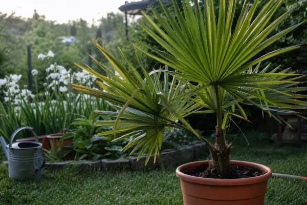 Palmier de grădină (Trachycarpus fortunei) – sfaturi pentru plantare, creștere și întreținere