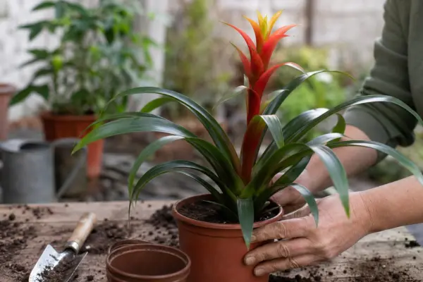 Guzmania – sfaturi de plantare și îngrijire