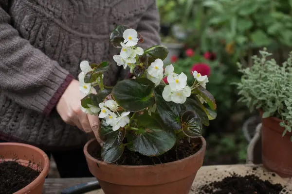 Begonie de grădină (Begonia semperflorens) – ghid practic de plantare și îngrijire