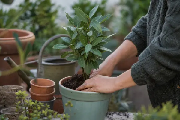Dafin (Laurus nobilis) – tot ce trebuie să știi despre plantare și îngrijire