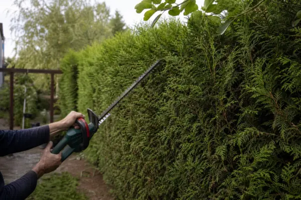 Leylandii (Cupressocyparis leylandii) – plantare, îngrijire și greșeli de evitat