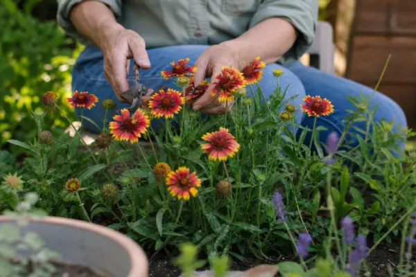 Gaillardia aristata: ce condiții cere și cum o îngrijești