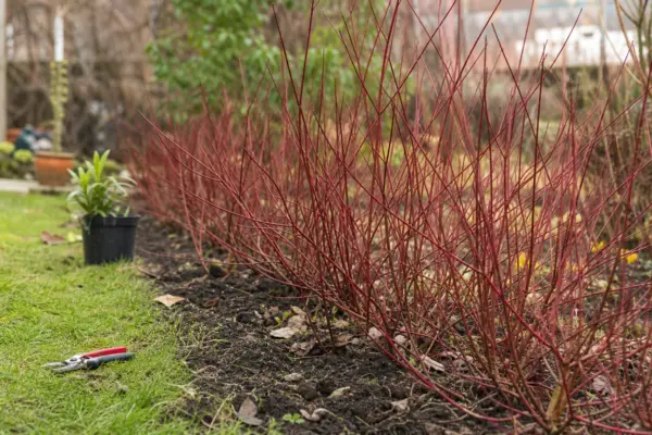 Sânger alb (Cornus alba) – condiții de creștere, plantare și îngrijire