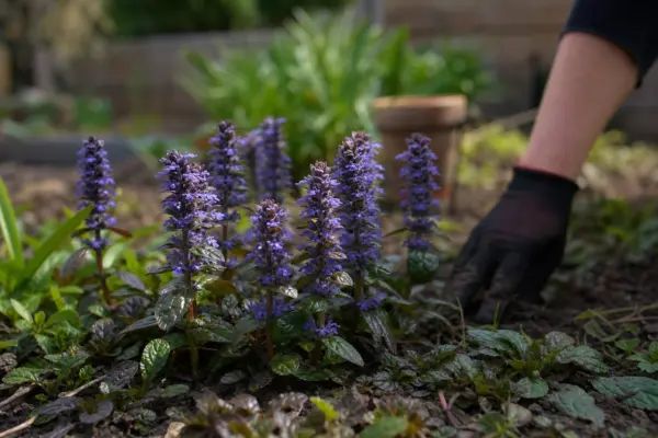 Vinerița (Ajuga reptans) – plantare, îngrijire și greșeli de evitat