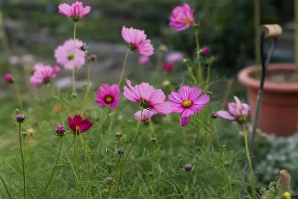 Cosmos (Cosmos bipinnatus) – plantare, îngrijire și greșeli de evitat