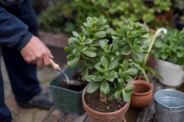 Arborele de jad (Crassula ovata) – sfaturi de plantare și îngrijire