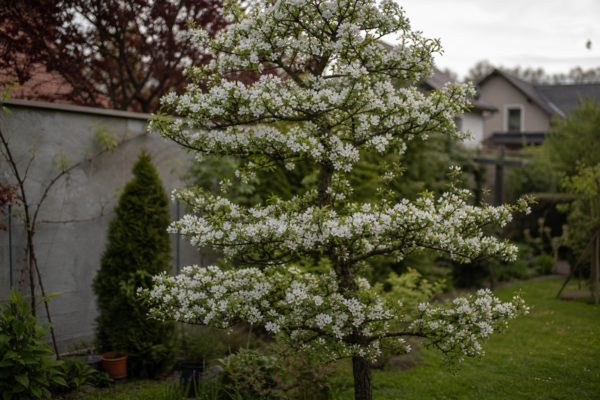 Salcâm japonez (Styphnolobium japonicum) – sfaturi pentru plantare, creștere și întreținere