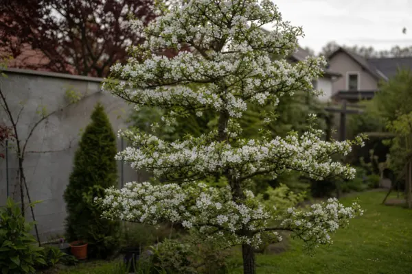 Salcâm japonez (Styphnolobium japonicum) – sfaturi pentru plantare, creștere și întreținere