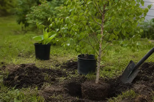 Mesteacăn (Betula pendula) – tot ce trebuie să știi despre plantare și îngrijire