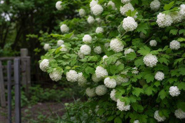 Călin (Viburnum opulus) – condiții de creștere, plantare și îngrijire