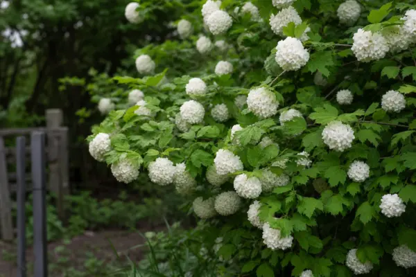 Călin (Viburnum opulus) – condiții de creștere, plantare și îngrijire