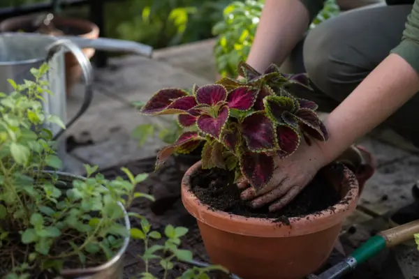 Urzicuță (Coleus blumei) – sfaturi de plantare și îngrijire