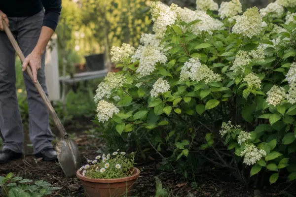Hortensie paniculata (Hydrangea paniculata) – ghid complet de cultivare și îngrijire