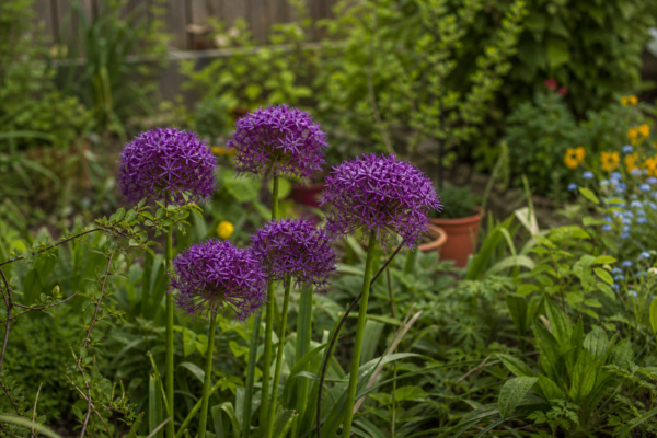 Allium ornamental (Allium giganteum) – plantare și îngrijire pas cu pas