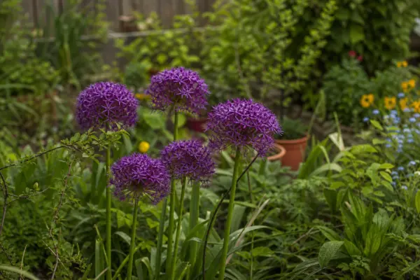 Allium ornamental (Allium giganteum) – plantare și îngrijire pas cu pas