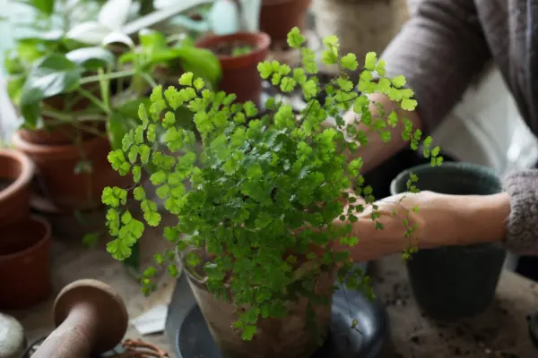 Părul Venerei (Adiantum raddianum) – ghid practic de plantare și îngrijire