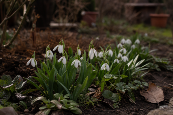 Ghiocel (Galanthus nivalis) – plantare, îngrijire și greșeli de evitat