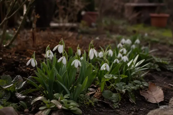 Ghiocel (Galanthus nivalis) – plantare, îngrijire și greșeli de evitat