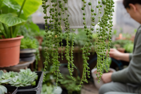Șiragul de perle (Senecio rowleyanus) – sfaturi de plantare și îngrijire