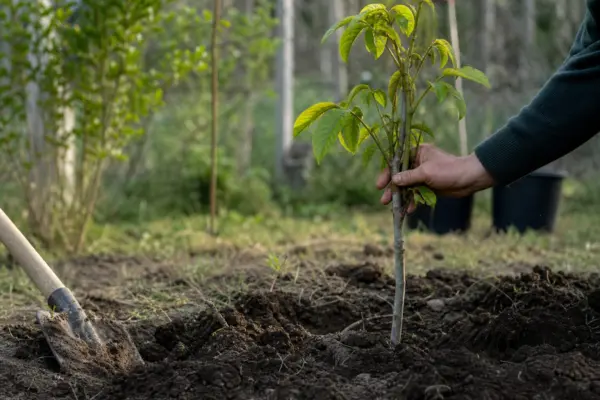 Nuc (Juglans regia) – plantare și îngrijire pas cu pas