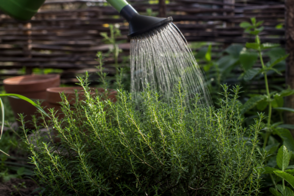 Cimbru de grădină (Satureja hortensis) – plantare, udare și întreținere