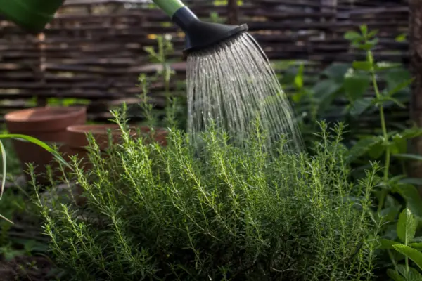 Cimbru de grădină (Satureja hortensis) – plantare, udare și întreținere