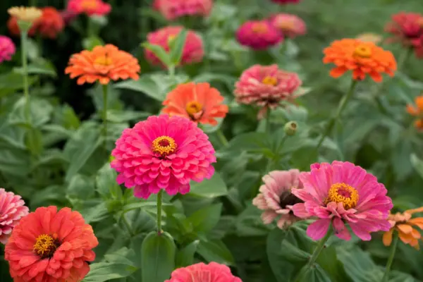 Zinnia (Zinnia elegans): ce trebuie să știi despre plantare și îngrijire