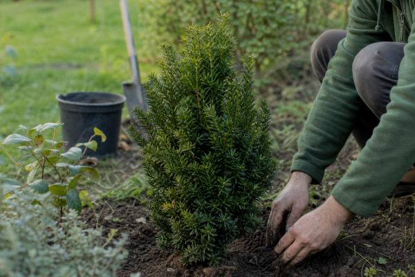 Tisa (Taxus baccata) – sfaturi de plantare și îngrijire