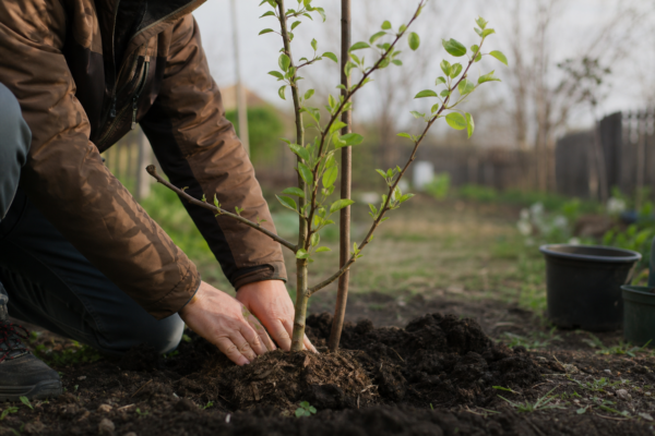 Păr (Pyrus communis) – plantare și îngrijire pas cu pas