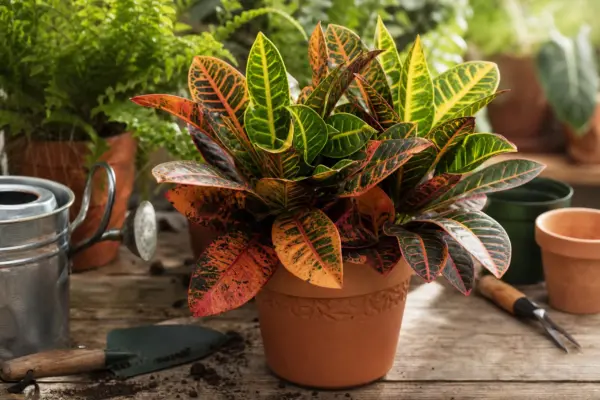 Croton (Codiaeum variegatum) – ghid practic de plantare și îngrijire