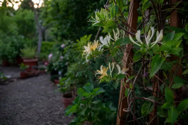 Caprifoi de pădure (Lonicera periclymenum) – tot ce trebuie să știi despre plantare și îngrijire