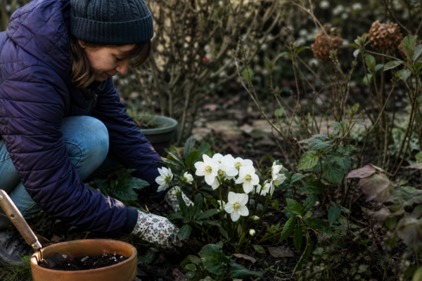 Trandafirul de Crăciun (Helleborus niger): cum se plantează și cum se îngrijește corect