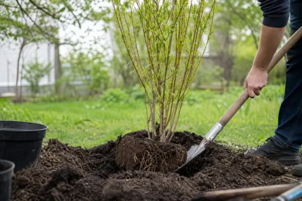 Salcie plângătoare (Salix babylonica) – plantare și îngrijire pas cu pas