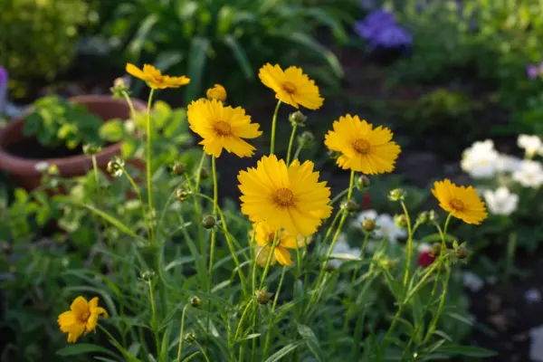 Coreopsis grandiflora – plantare, udare și întreținere