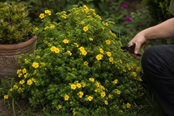 Potentilla (Potentilla fruticosa) – ghid practic de plantare și îngrijire