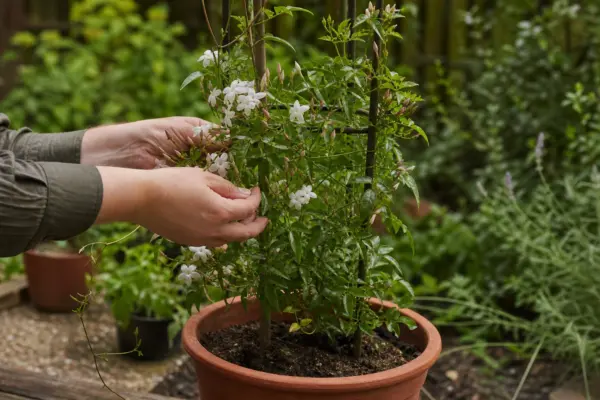 Iasomie (Jasminum officinale) – plantare, udare și întreținere