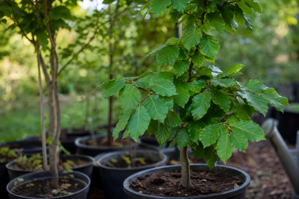 Fag (Fagus sylvatica) – condiții de creștere, plantare și îngrijire