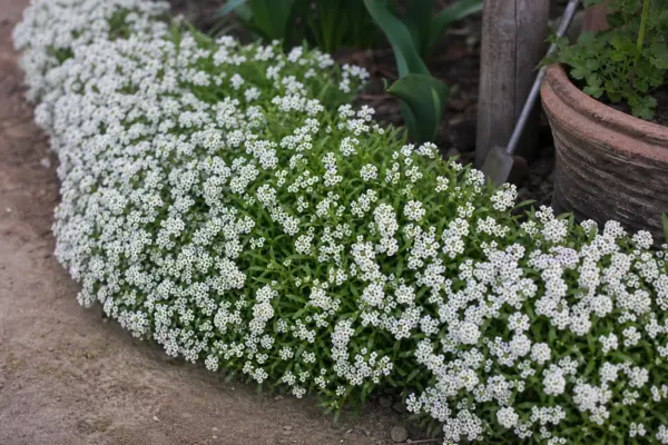 Ciucușoară (Lobularia maritima) – condiții de creștere, plantare și îngrijire