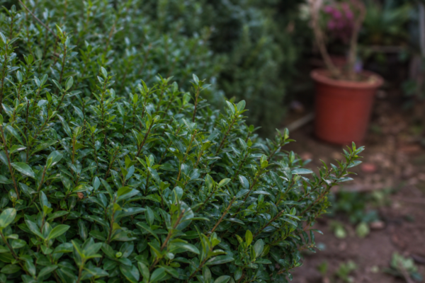 Lemn câinesc (Ligustrum ovalifolium) – plantare, îngrijire și greșeli de evitat