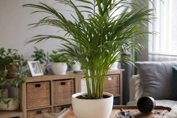 Palmier areca (Dypsis lutescens) – plantare și îngrijire pas cu pas