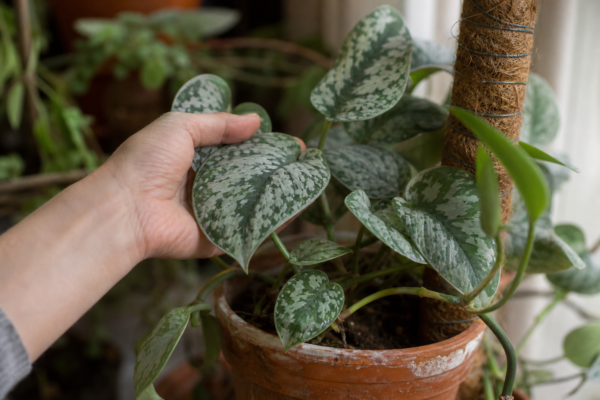 Scindapsus argintiu (Scindapsus pictus) – plantare, udare și întreținere