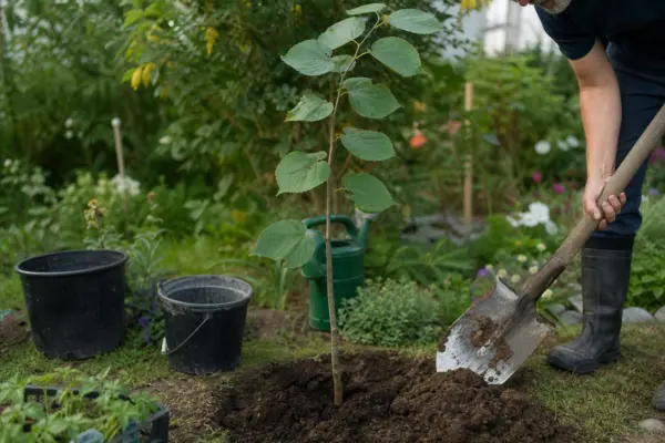 Tei (Tilia cordata) – sfaturi pentru plantare, creștere și întreținere