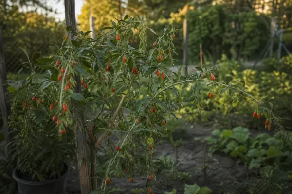 Goji (Lycium barbarum) – sfaturi de plantare și îngrijire