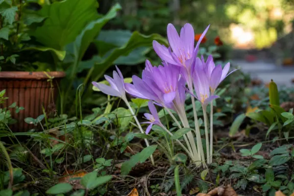 Brândușa de toamnă (Colchicum autumnale) – ghid complet de cultivare și îngrijire