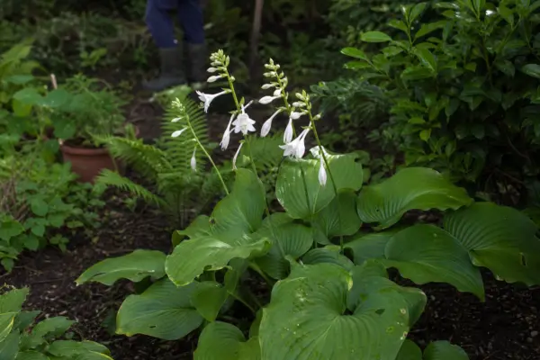 Hosta plantaginea – plantare, udare și întreținere