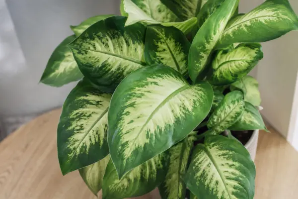 Dieffenbachia (Dieffenbachia seguine): ce trebuie să știi despre plantare și îngrijire